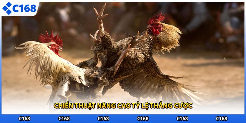 Chiến thuật nâng cao tỷ lệ thắng cược