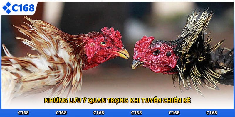 Những lưu ý quan trọng khi tuyển chiến kê